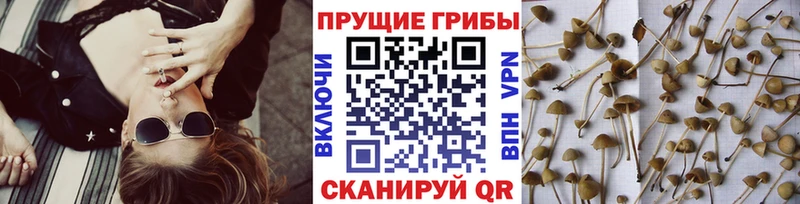 купить закладку Вытегра Псилоцибиновые грибы мухоморы